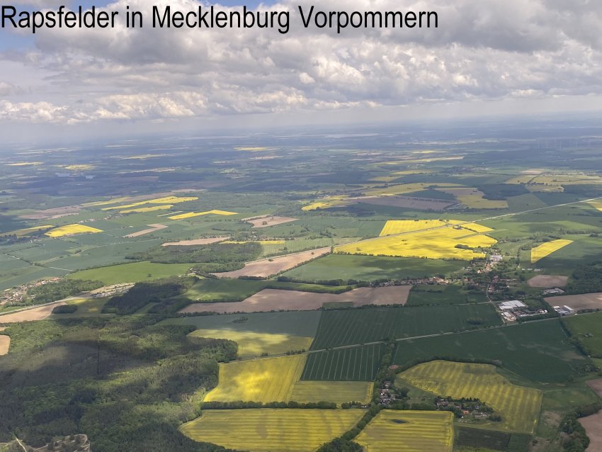 Rapsfelder-in-Mecklenburg-Vorpommern