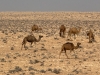 Sahara